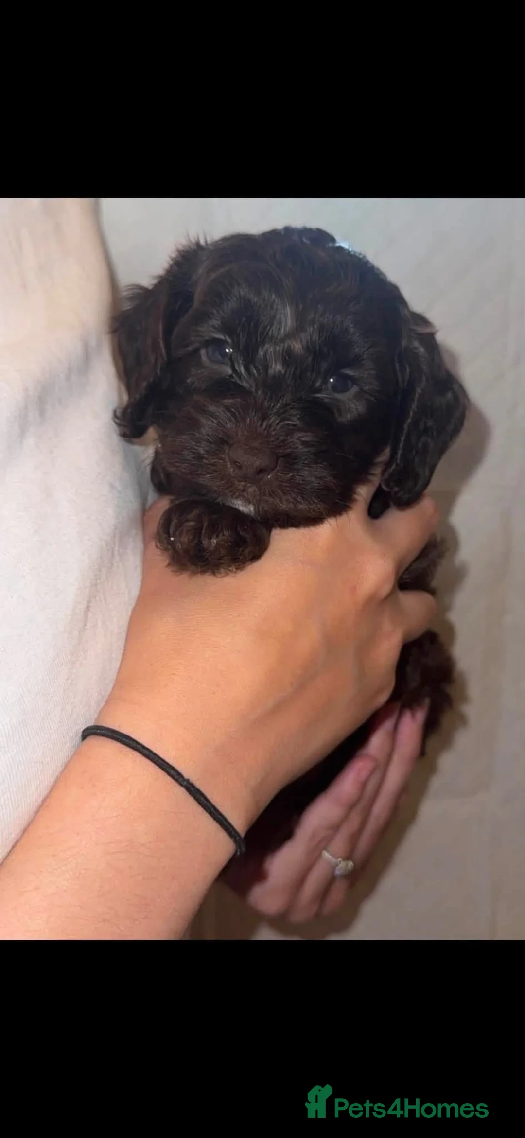 Cockapoo dogs for sale: Cockapoo puppy - Advert 2