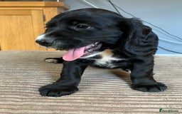 Cocker Spaniel dogs for sale: Working cocker spaniel pups  - Image 10