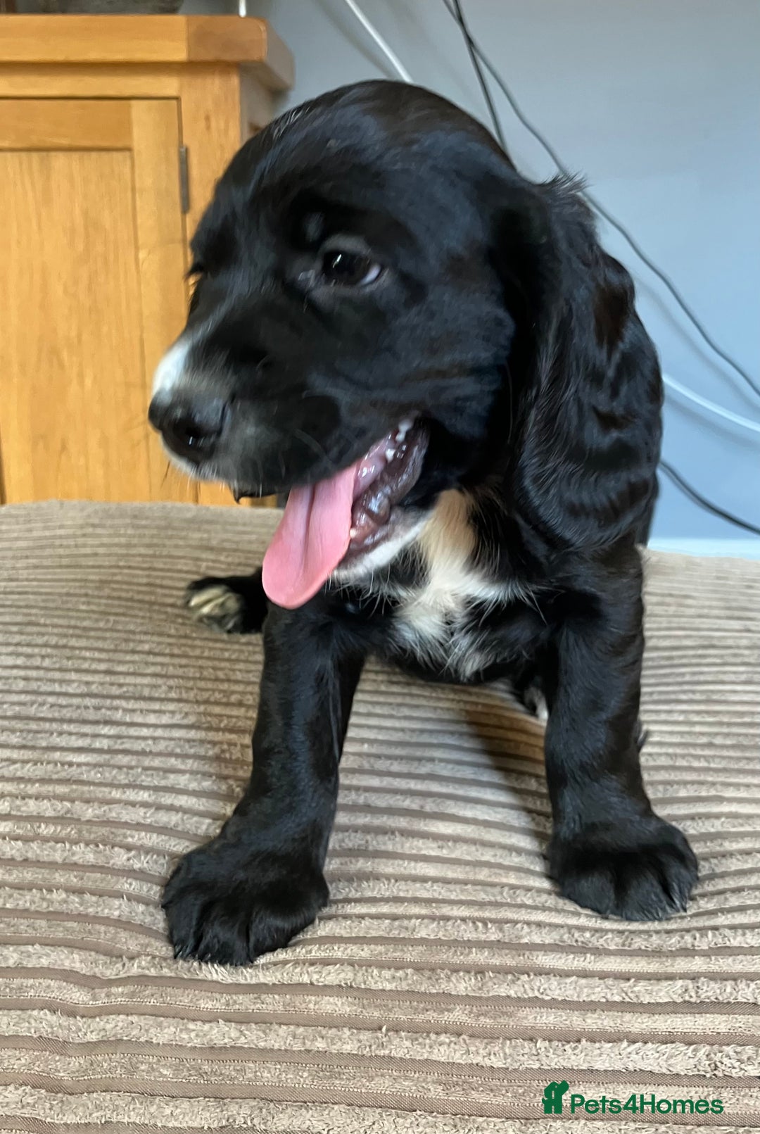 Cocker Spaniel dogs for sale: Working cocker spaniel pups  - Image 10