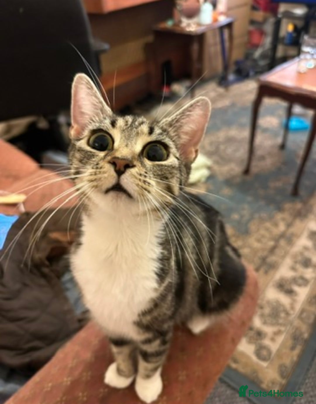 Mixed Breed cats for sale: Kittens for sale - Image 11