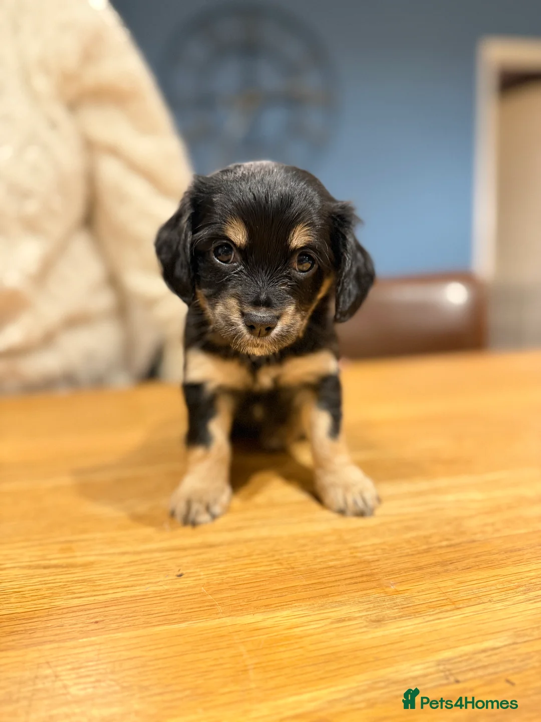 Mixed Breed dogs for sale: Chi-spaniels  - Advert 16