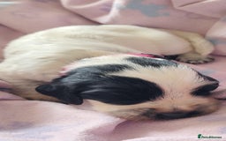 Sprocker dogs for sale: STRIKING SPROCKER SPANIEL PUPPIES  - Image 34