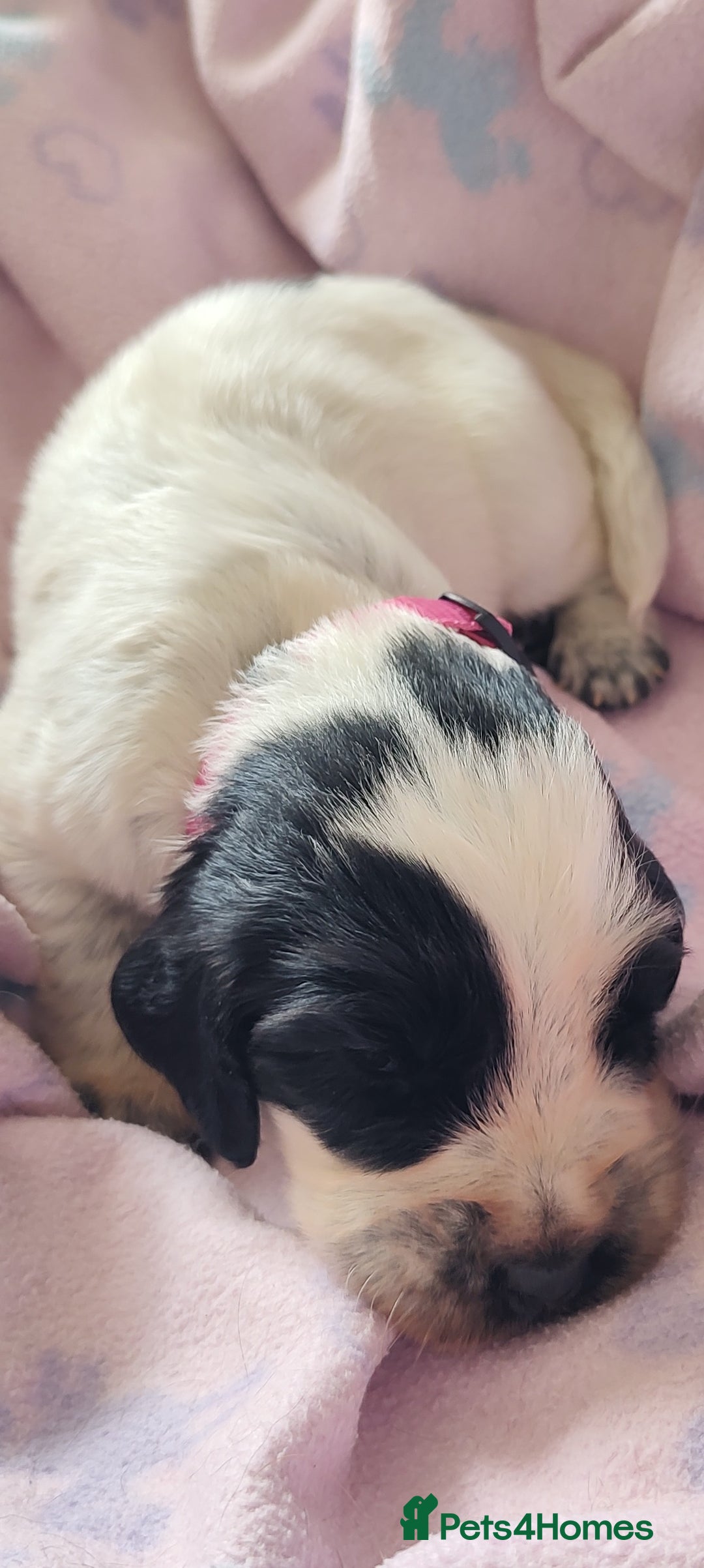 Sprocker dogs for sale: STRIKING SPROCKER SPANIEL PUPPIES  - Image 34