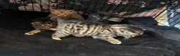 Mixed Breed cats for sale: 3 beautiful little kittens - Advert 12