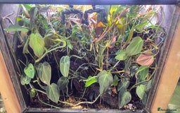 Frog reptiles for sale: Albino red eyed tree frogs and set up  - Image 4