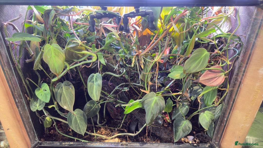 Frog reptiles for sale: Albino red eyed tree frogs and set up  - Image 4