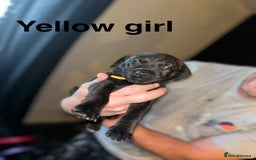 Staffordshire Bull Terrier dogs for sale: Beautiful tri and brindle staffy pups - Image 8