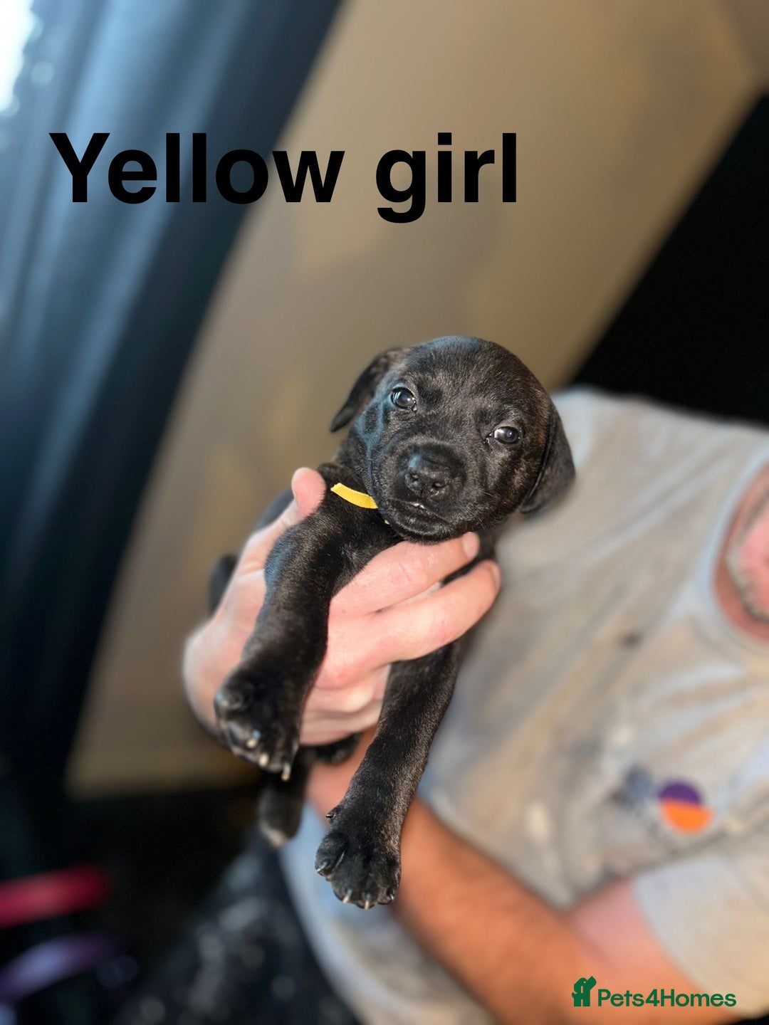 Staffordshire Bull Terrier dogs for sale: Beautiful tri and brindle staffy pups - Image 8