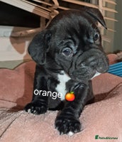 Mixed Breed dogs - Advert 8