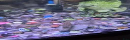 Shrimps fish for sale: Free amano shrimp and nereid snail in Slough - Advert 2