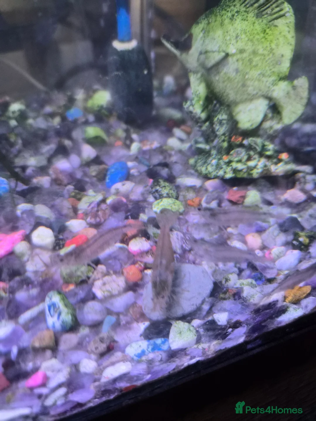 Shrimps fish for sale: Free amano shrimp and nereid snail in Slough - Advert 2