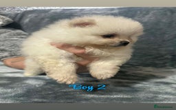 Pomeranian dogs for sale: Teddy bear optic white Pomeranians puppies - Advert 6