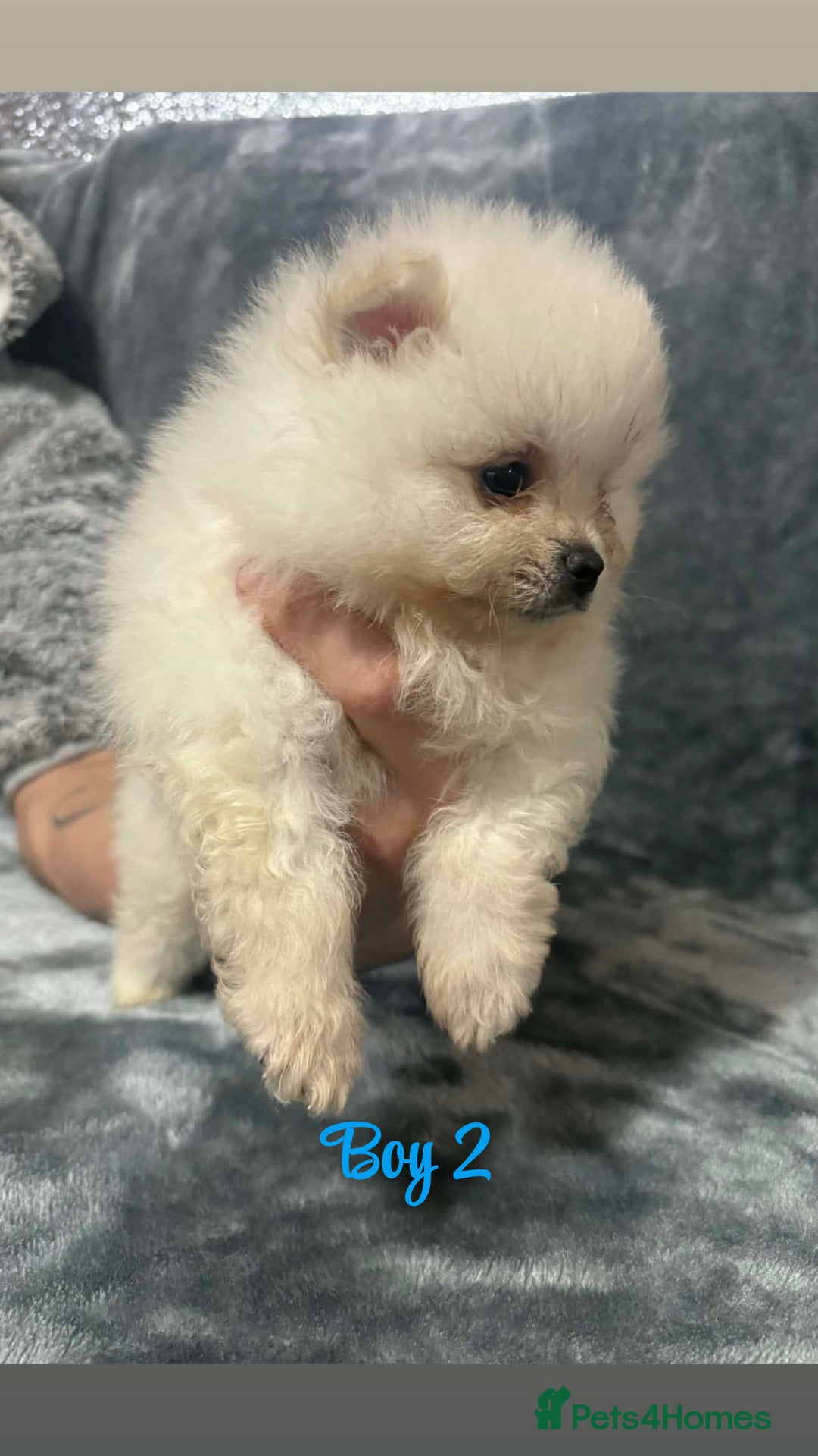 Pomeranian dogs for sale: Teddy bear optic white Pomeranians puppies - Advert 6