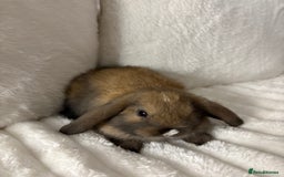 Mini Lop rabbits for sale: Mini lop bunnies for sale - Image 4