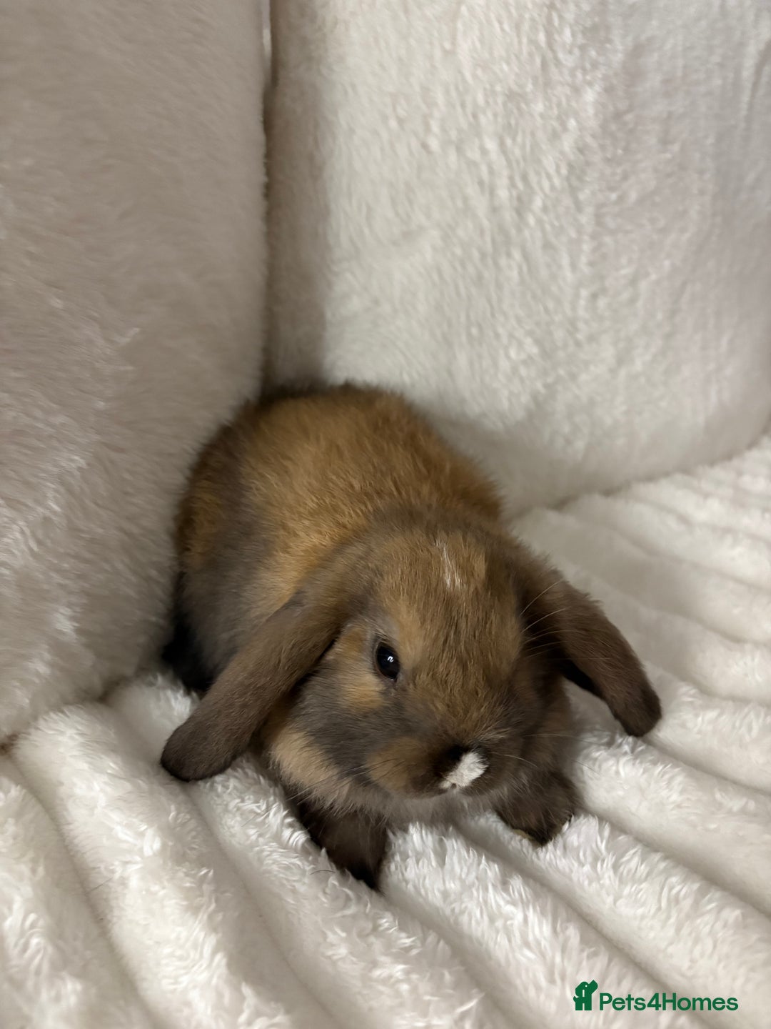 Mini Lop rabbits for sale: Mini lop bunnies for sale - Image 4