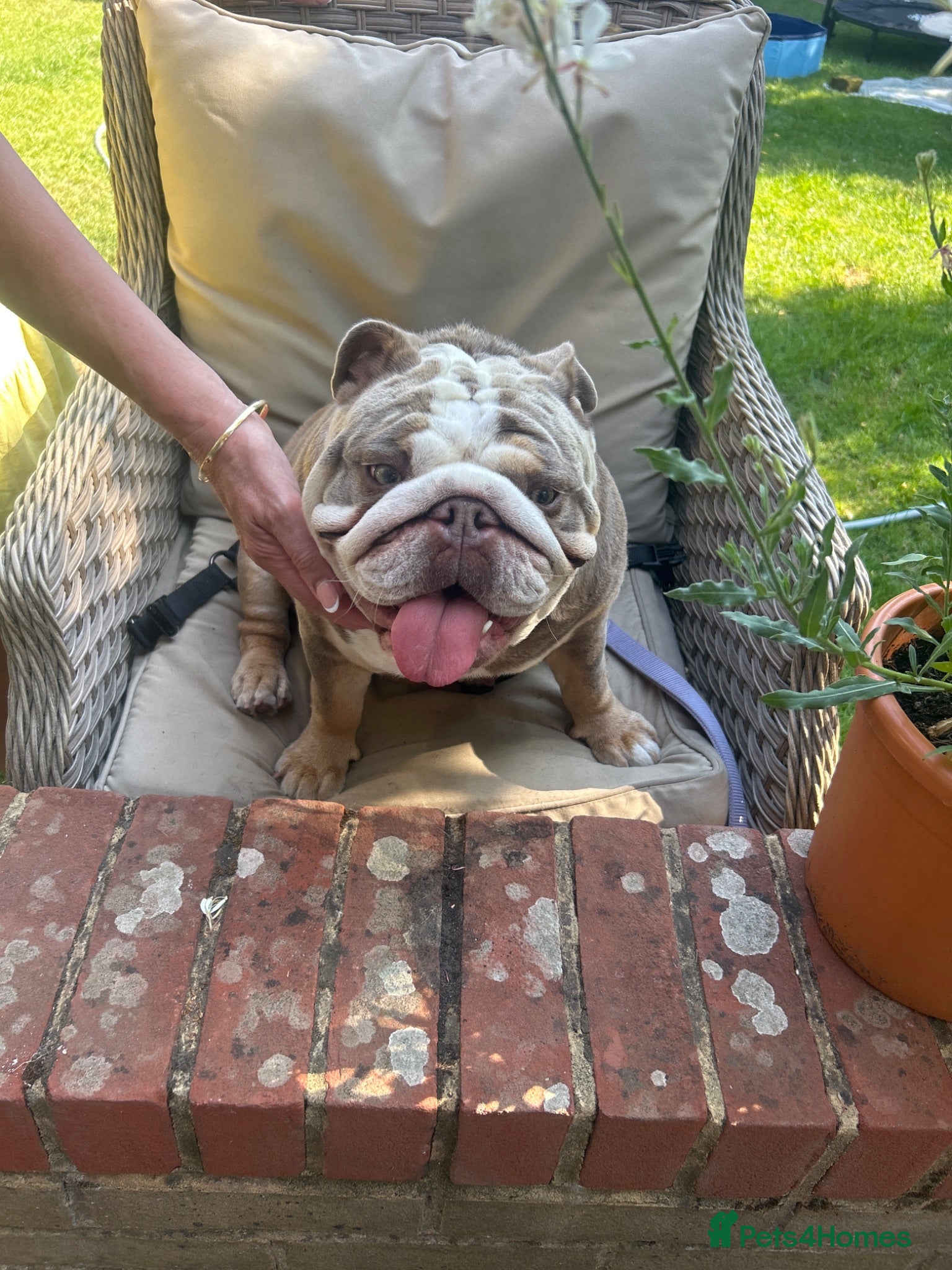 English Bulldog dogs Beautiful Chucky chocolate puppies  - Advert 1
