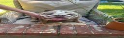 English Bulldog dogs for sale: Beautiful Chucky chocolate puppies  - Advert 7