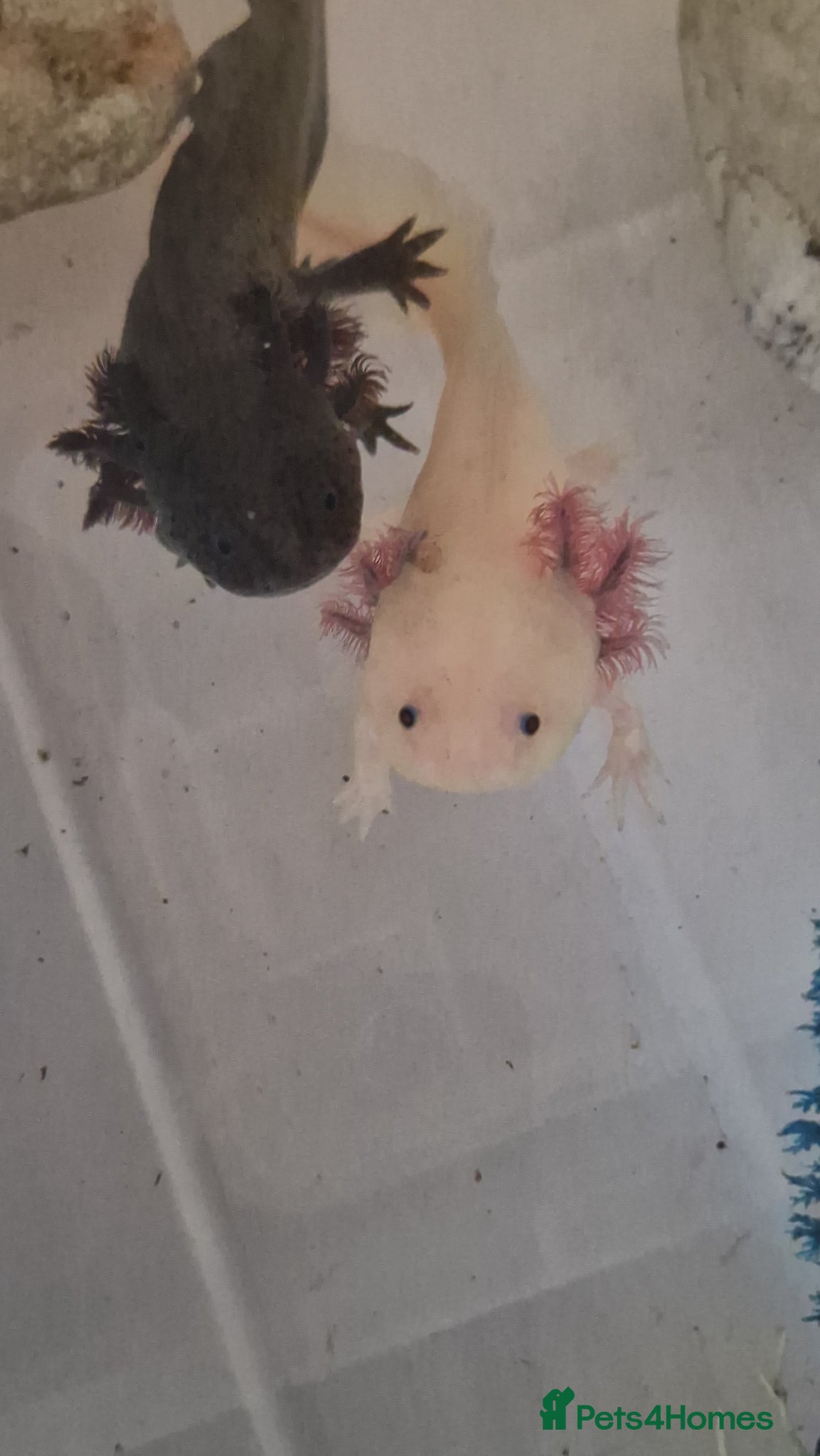 Axolotl reptiles Axolotl  - Advert 1