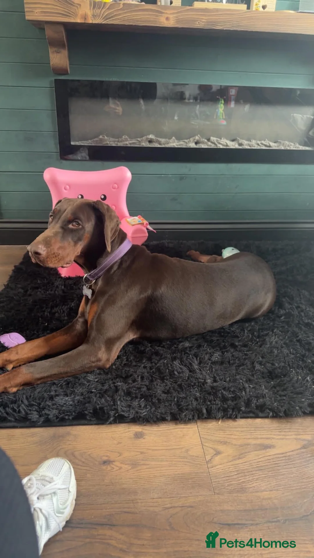 Dobermann dogs for sale: Girl Doberman  - Advert 2
