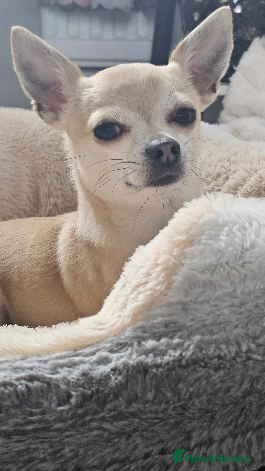 Chihuahua dogs for sale: Male teacup chihuahua (Micky) - Advert 3