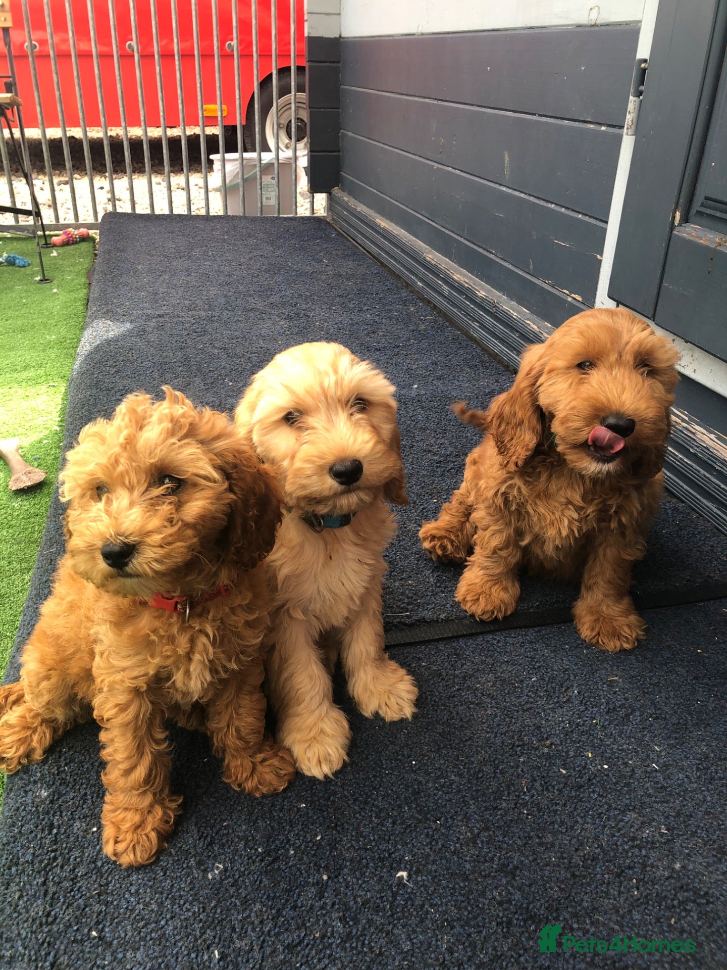Cockapoo dogs 3 left cockapoo - Advert 5
