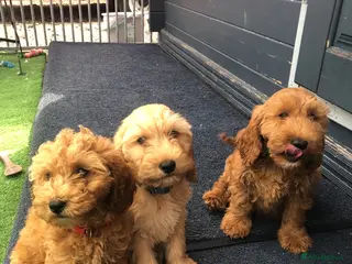 Cockapoo dogs 3 left cockapoo - Advert 5