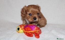 Cavalier King Charles Spaniel dogs for sale: Gorgeous Cavalier King Charles Spaniel puppies - Image 22