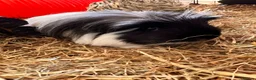 Guinea Pig rodents for sale: Four female bonded guinea pigs in Hereford - Advert 7