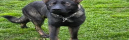 German Shepherd dogs for sale: EXCEPTIONAL IMPORT GERMAN SHEPHERD CZECH MALE 🇨🇿 - Advert 4