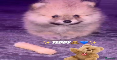 Pomeranian dogs - Advert 12