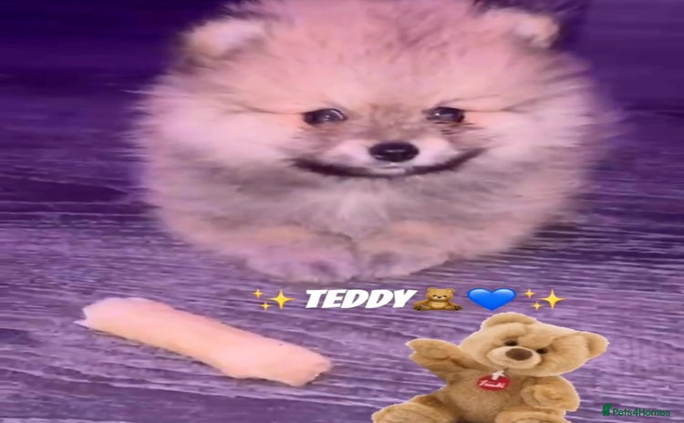 Pomeranian dogs - Advert 3