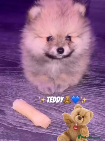 Pomeranian dogs - Advert 3