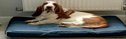 Basset Hound dogs for sale: Two Bassett hound  - Advert 8