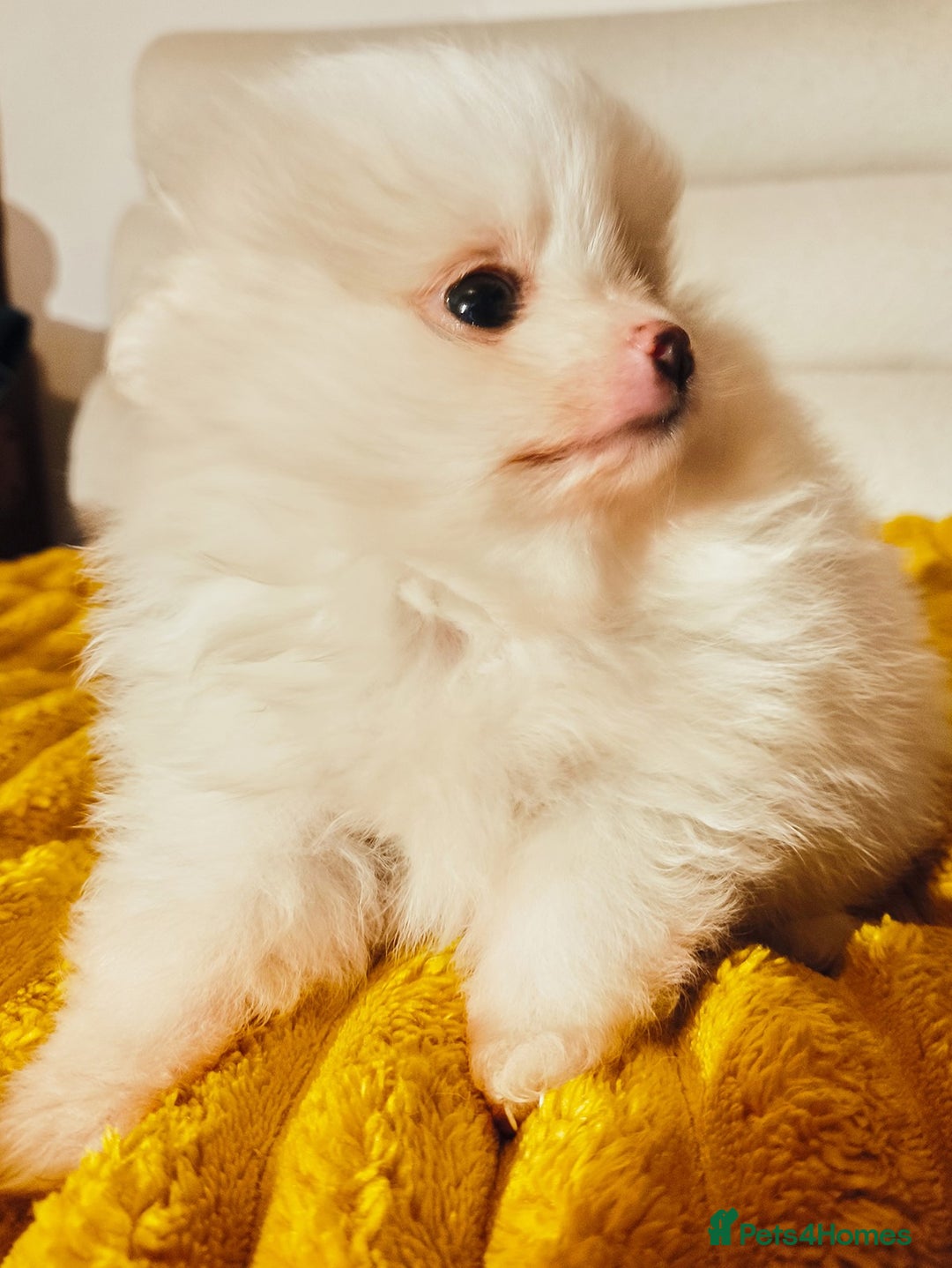 Pomeranian dogs for sale: 1 girl left - white/cream KC Pomeranian puppies  - Advert 26