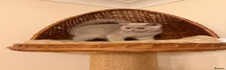 British Shorthair cats for sale: Fawn Male British shorthair  - Advert 3