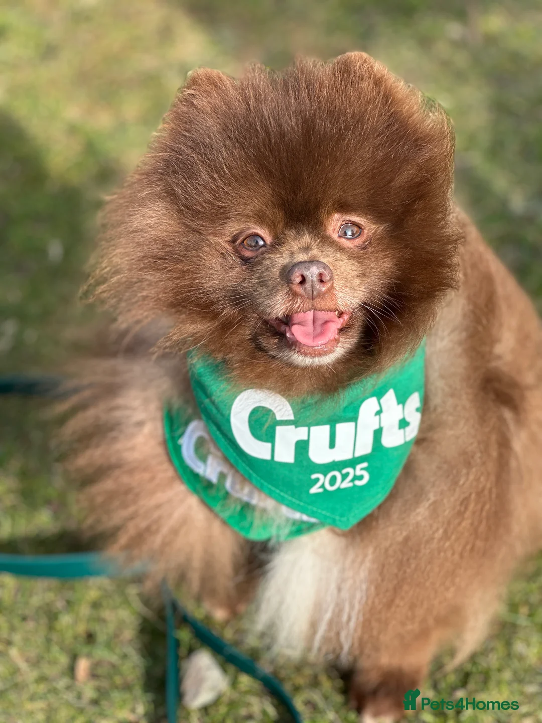 Pomeranian dogs for stud: Proven Chocolate KC in Runcorn - Advert 28