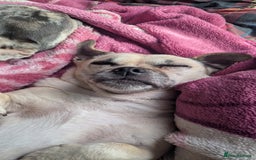 Jug dogs for sale: Sophie is looking for a calm home - Image 2