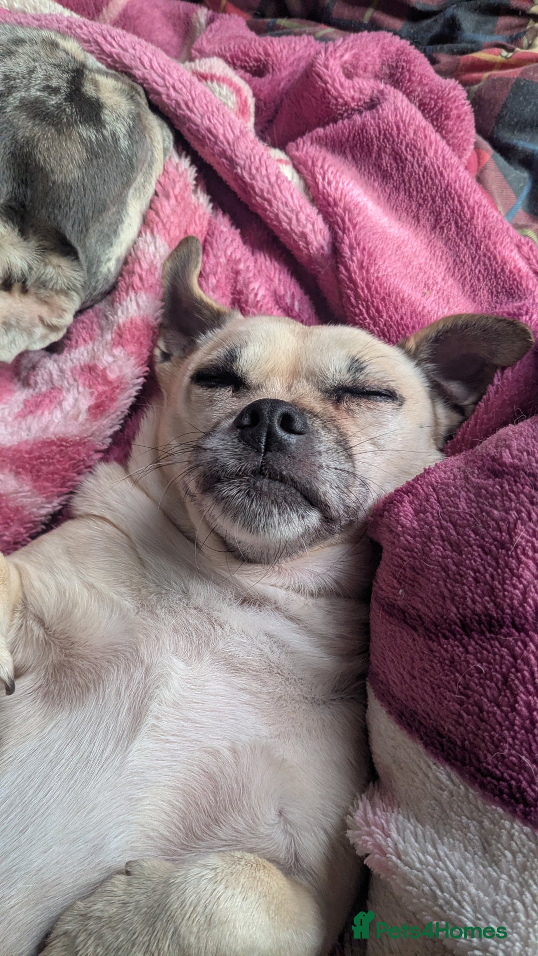 Jug dogs for sale: Sophie is looking for a calm home - Image 2