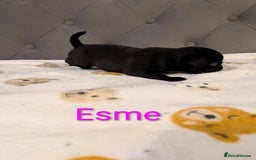 Pug dogs for sale: Pug Puppies - Image 13