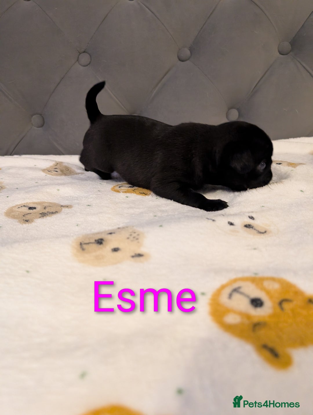 Pug dogs for sale: Pug Puppies - Image 13
