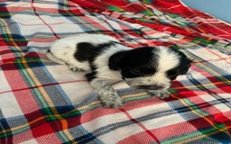 Cocker Spaniel dogs for sale: Beautiful cocker spaniels  - Image 5