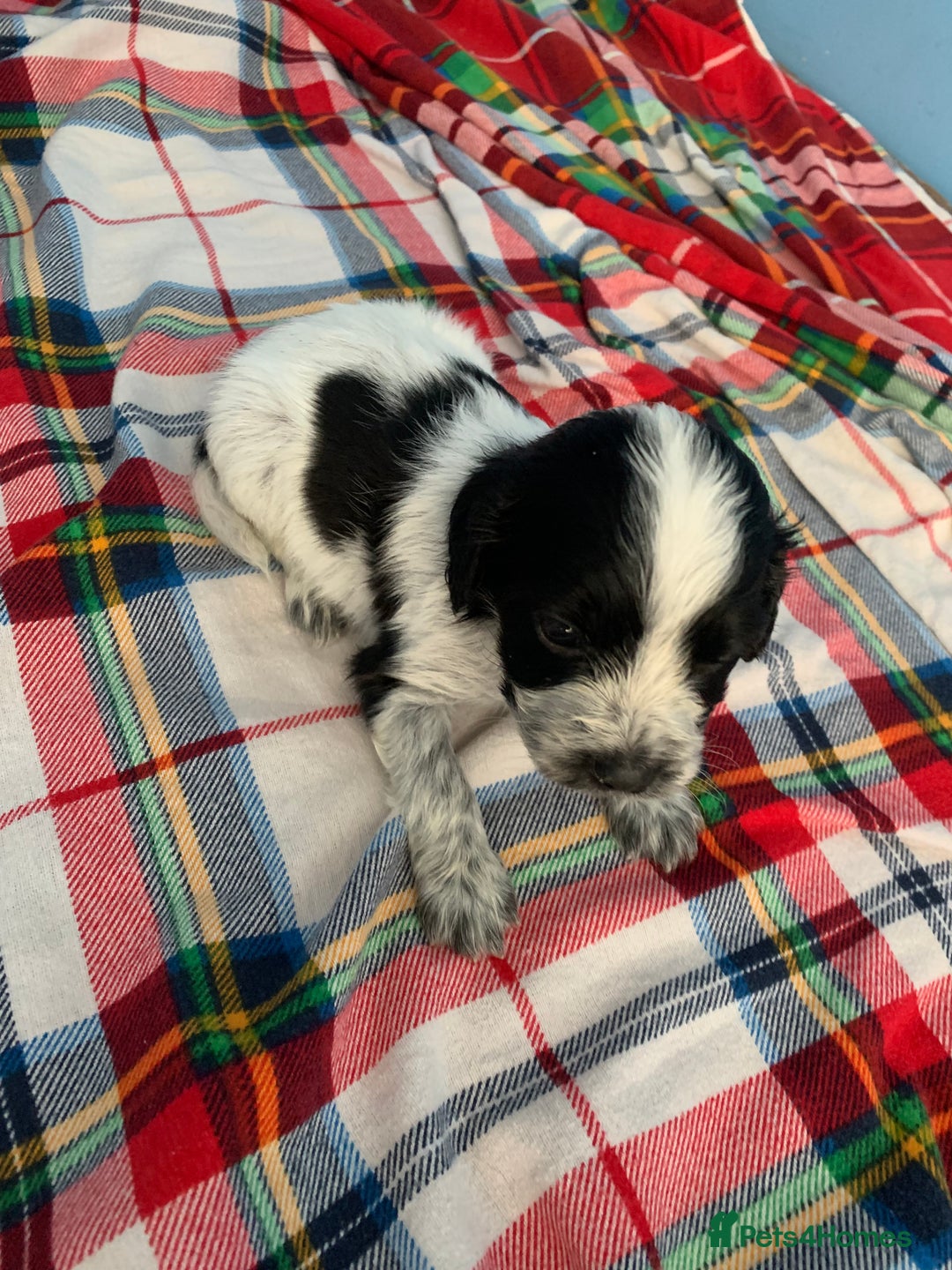Cocker Spaniel dogs for sale: Beautiful cocker spaniels  - Image 5
