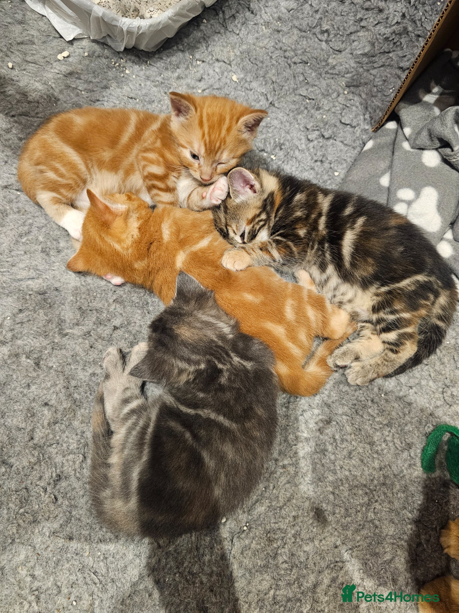 Mixed Breed cats for sale: Stunning Long Haired Kittens, rare colours🐾 💗 - Advert 18