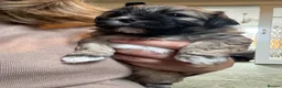 Mixed Breed dogs for sale: Four beautiful Maltipeke puppies  in Wirral - Advert 10