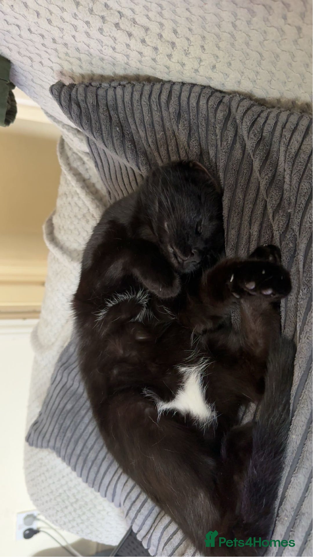 Mixed Breed cats for sale: binx - in need a forever home - Advert 3