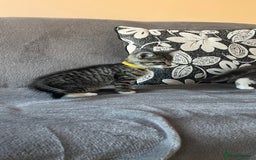 Mixed Breed cats for sale: Kittens - Image 19