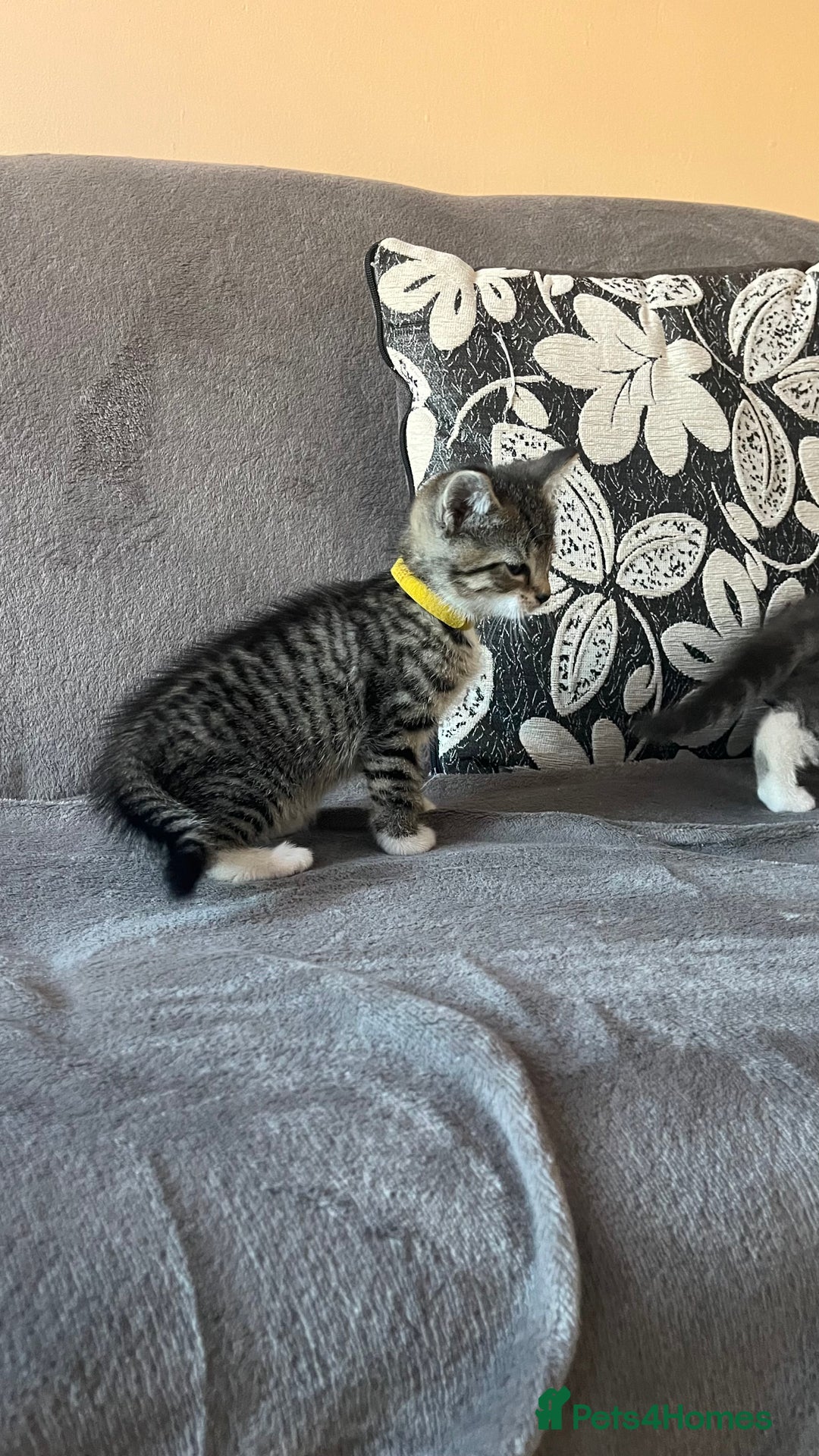 Mixed Breed cats for sale: Kittens - Image 19