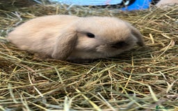 Mini Lop rabbits for sale: 3 pure mini lops  - Image 1