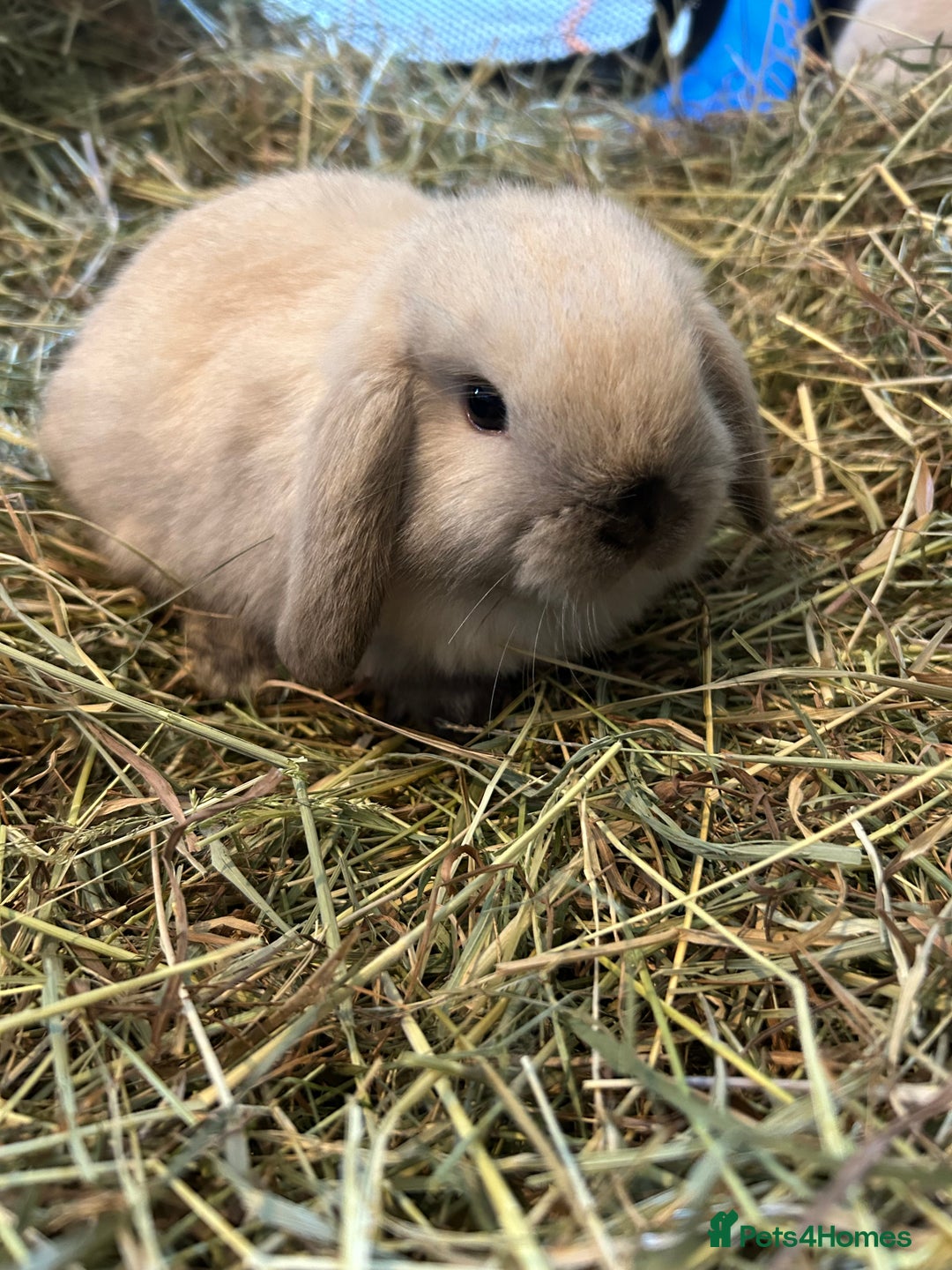 Mini Lop rabbits for sale: 3 pure mini lops  - Image 1