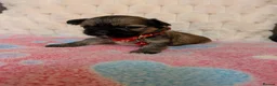 Lhasa Apso dogs for sale: Beautiful Lhasa puppies 6 available  - Advert 1